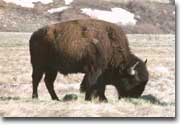 buffalo/bison