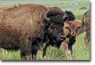 buffalo/bison